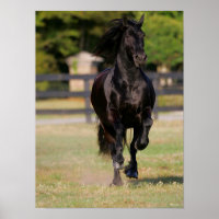 Bob Langrish | Black Friesian Mare Running