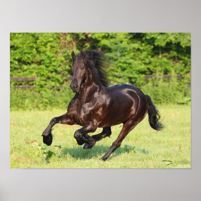 Bob Langrish | Black Friesian Running Poster (Vorne)