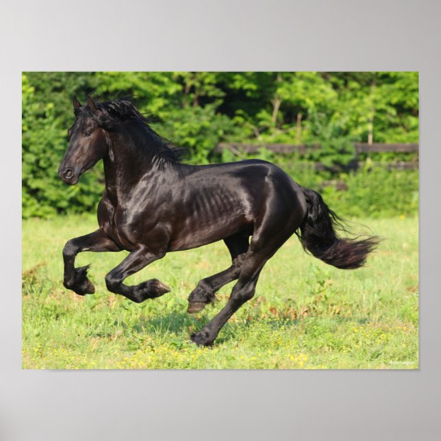 Bob Langrish | Black Friesian Running Poster (Vorne)