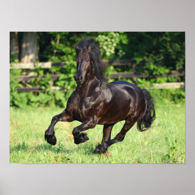 Bob Langrish | Black Friesian Running Poster (Vorne)