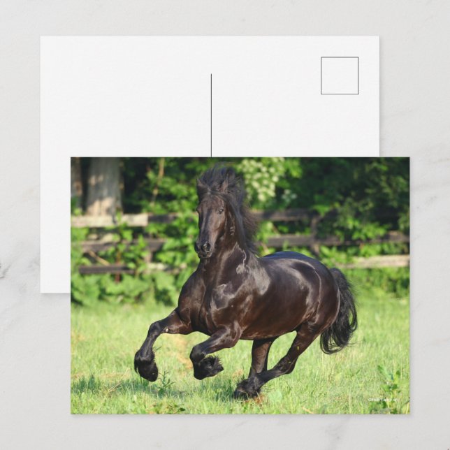 Bob Langrish | Black Friesian Running Postkarte (Vorne/Hinten)