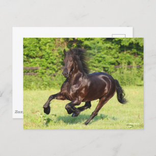 Bob Langrish   Black Friesian Running Postkarte
