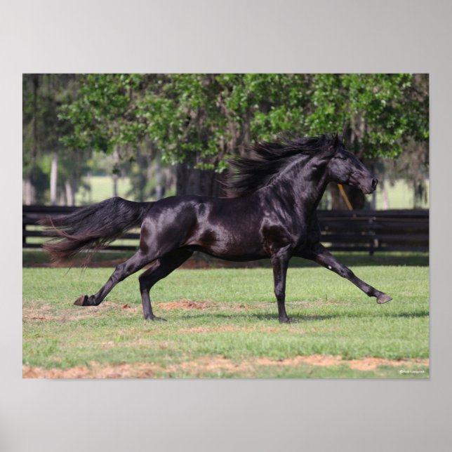 Bob Langrish | Black Lusitano Running Mane Flows Poster (Vorne)