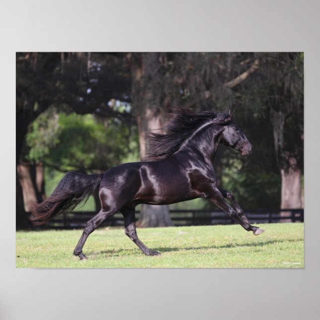 Bob Langrish | Black Lusitano Running Poster (Vorne)