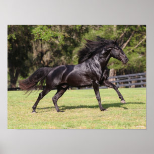 Bob Langrish   Black Lusitano Running Poster
