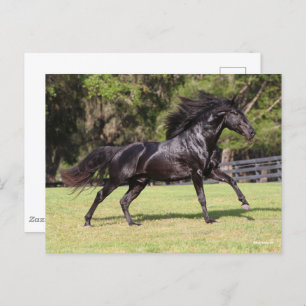 Bob Langrish   Black Lusitano Running Postkarte