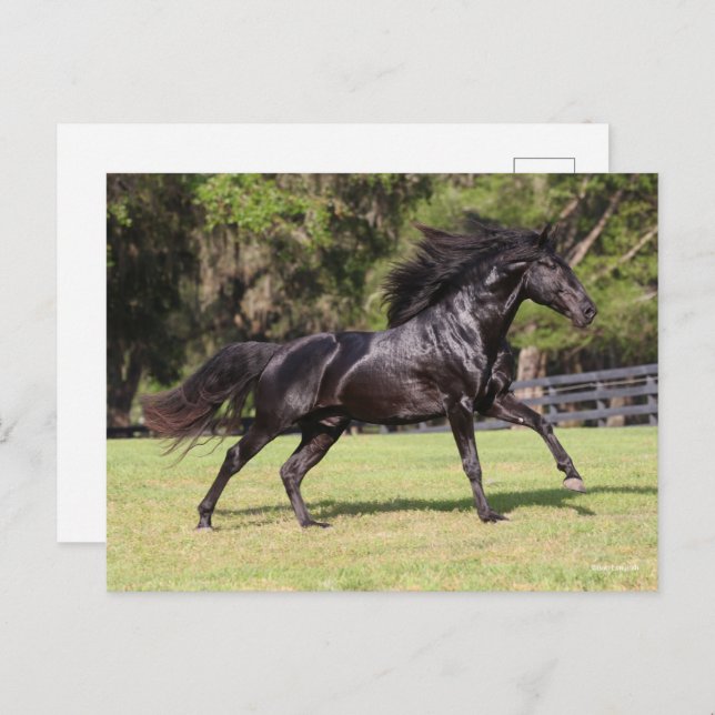 Bob Langrish | Black Lusitano Running Postkarte (Vorne/Hinten)