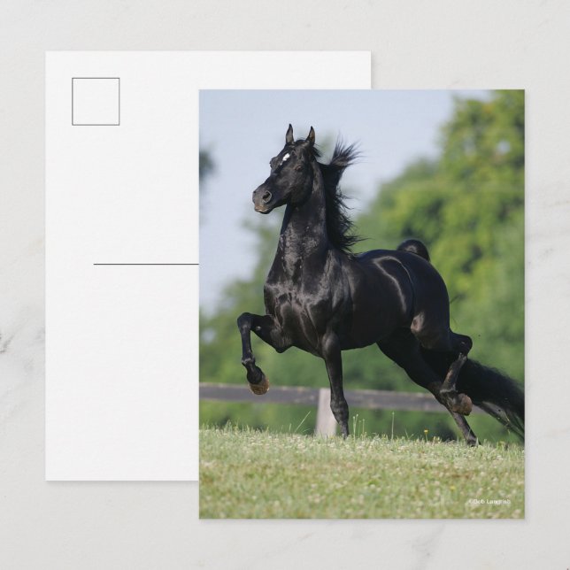 Bob Langrish | Black Morgan Horse Trotting Postkarte (Vorne/Hinten)