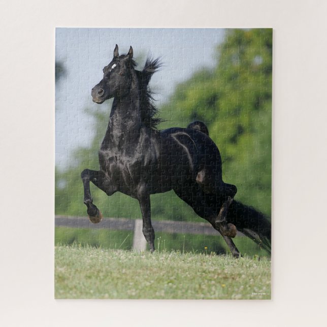 Bob Langrish | Black Morgan Horse Trotting Puzzle (Vertikal)