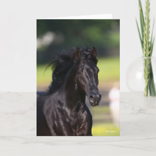 Bob Langrish Black Rocky Mountain Horse Headshot Karte