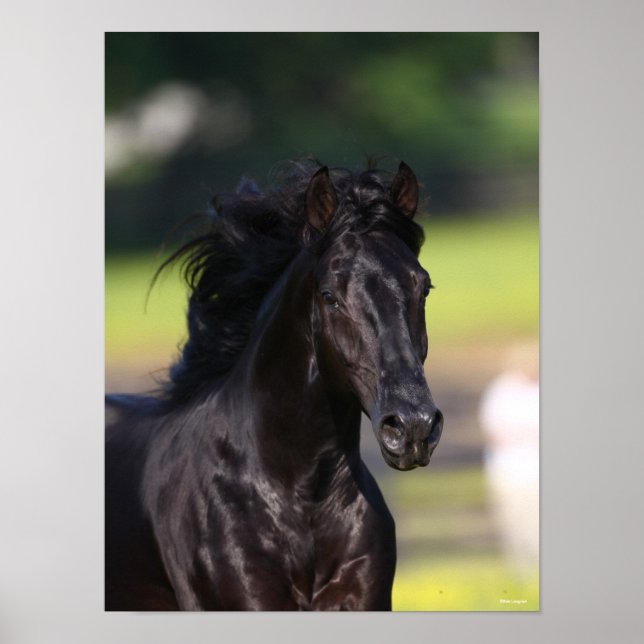 Bob Langrish | Black Rocky Mountain Horse Headshot Poster (Vorne)