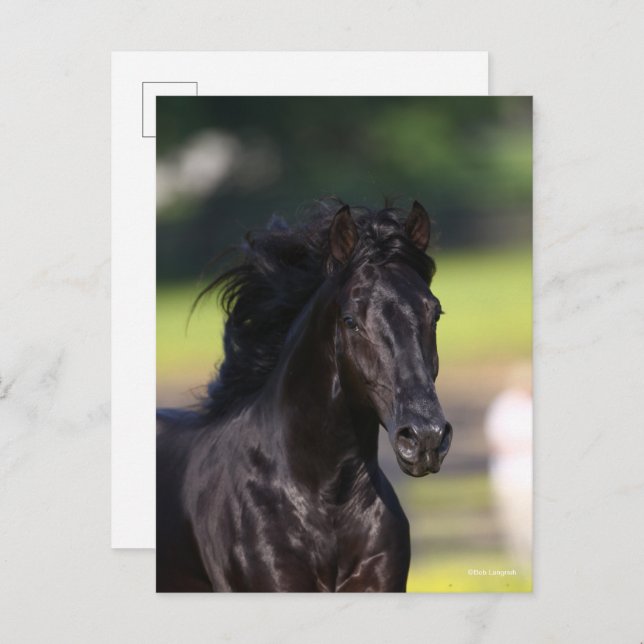 Bob Langrish | Black Rocky Mountain Horse Headshot Postkarte (Vorne/Hinten)