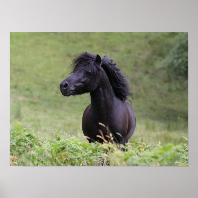 Bob Langrish Black Shetland Pony Stallion Headshot Poster (Vorne)