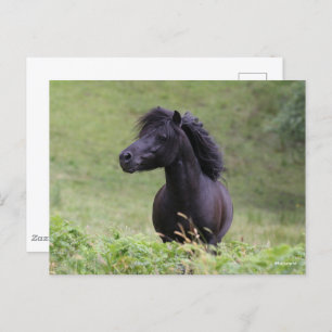 Bob Langrish Black Shetland Pony Stallion Headshot Postkarte