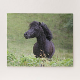 Bob Langrish Black Shetland Pony Stallion Headshot Puzzle