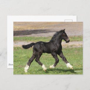 Bob Langrish   Black Sinti und Roma Vanner Foal Ru Postkarte