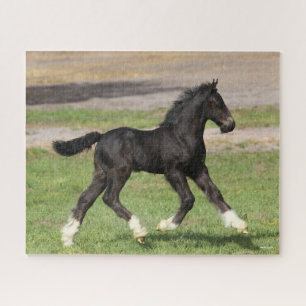 Bob Langrish   Black Sinti und Roma Vanner Foal Ru Puzzle