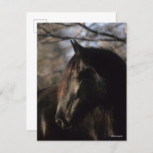 Bob Langrish   Black Tennessee Walker Headshot Postkarte