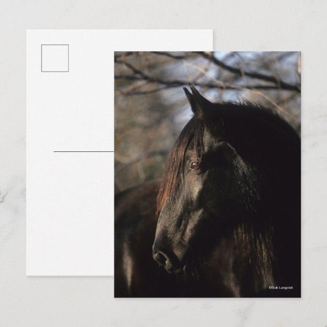 Bob Langrish | Black Tennessee Walker Headshot Postkarte (Vorne/Hinten)