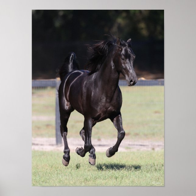 Bob Langrish | Black Tennessee Walker Running Poster (Vorne)