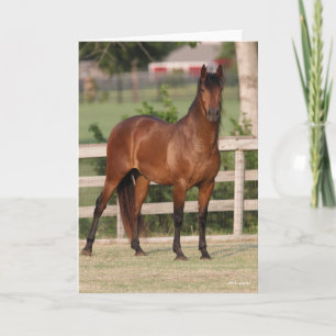 Bob Langrish   Bucht Andalusien Stehend Karte