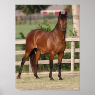 Bob Langrish   Bucht Andalusien Stehend Poster