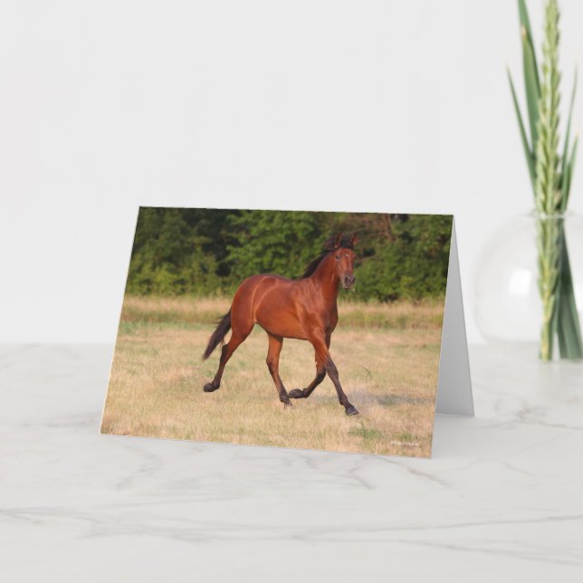 Bob Langrish | Bucht Andalusischer Colt in Field Karte (Vorderseite)