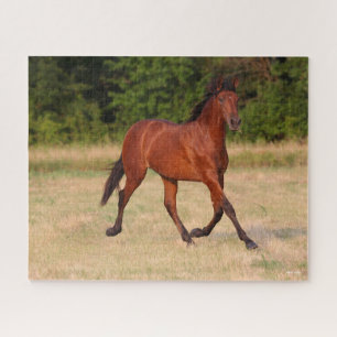 Bob Langrish   Bucht Andalusischer Colt in Field Puzzle