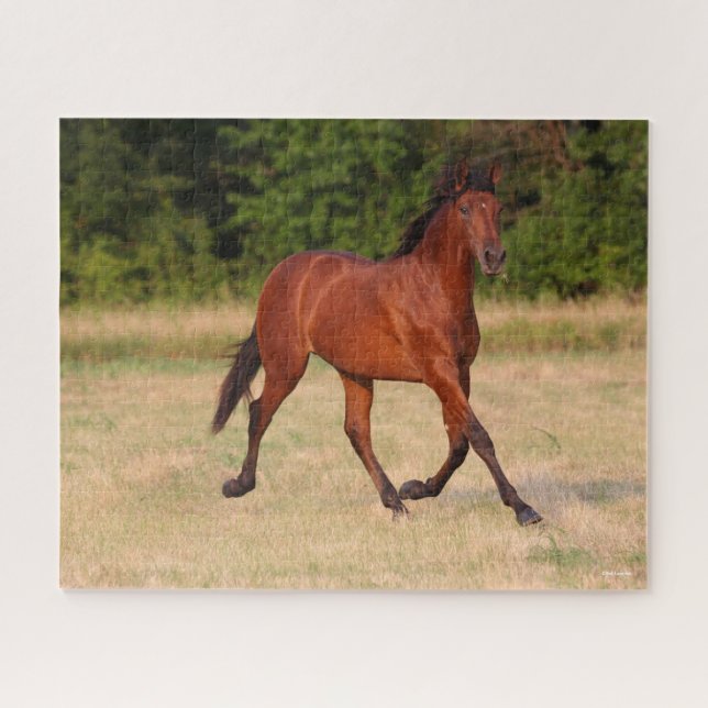 Bob Langrish | Bucht Andalusischer Colt in Field Puzzle (Horizontal)