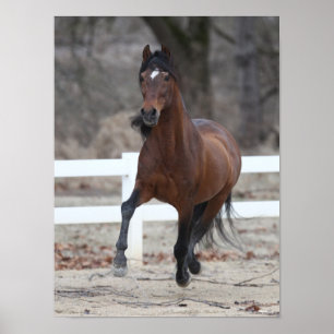 Bob Langrish   Bucht Andalusischer Stallion Runnin Poster
