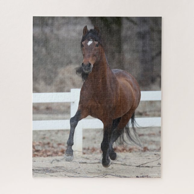 Bob Langrish | Bucht Andalusischer Stallion Runnin Puzzle (Vertikal)
