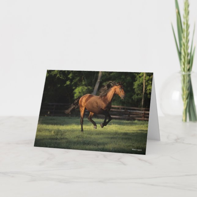 Bob Langrish | Bucht Andalusisches Pferderennen Karte (Vorderseite)