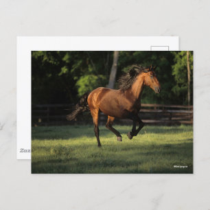 Bob Langrish   Bucht Andalusisches Pferderennen Postkarte