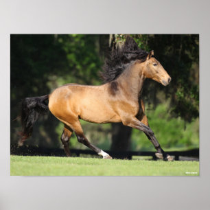 Bob Langrish Buckskin Lusitano Running Poster