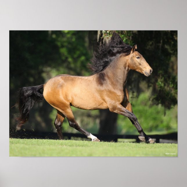 Bob Langrish | Buckskin Lusitano Running Poster (Vorne)