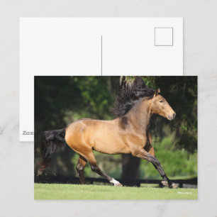 Bob Langrish   Buckskin Lusitano Running Postkarte