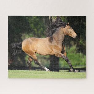 Bob Langrish   Buckskin Lusitano Running Puzzle