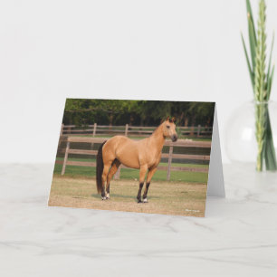 Bob Langrish Buckskin Quarter Horse Stehend Karte