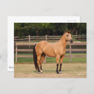 Bob Langrish   Buckskin Quarter Horse Stehend Postkarte