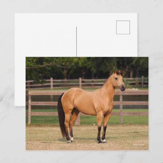 Bob Langrish | Buckskin Quarter Horse Stehend Postkarte (Vorne/Hinten)