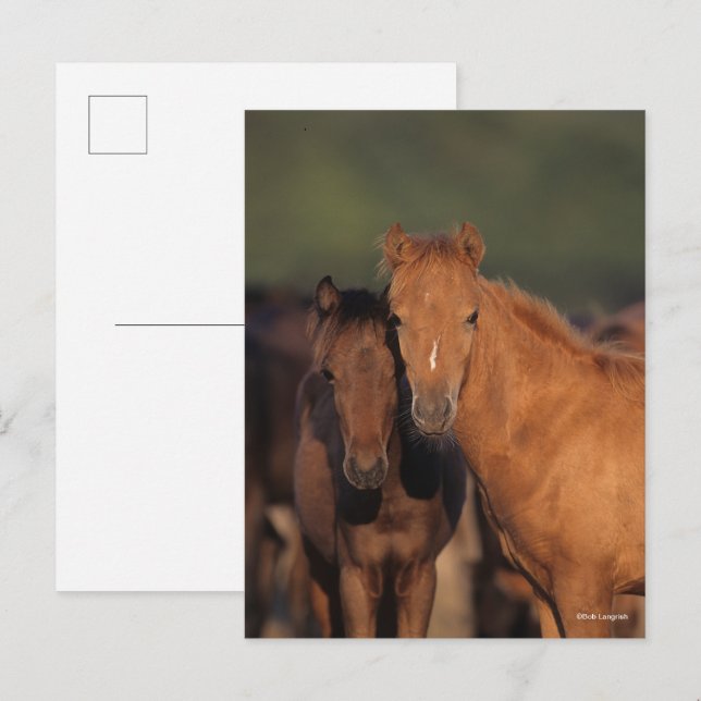 Bob Langrish Caspian Pony Foals Stehend zusammen Postkarte (Vorne/Hinten)