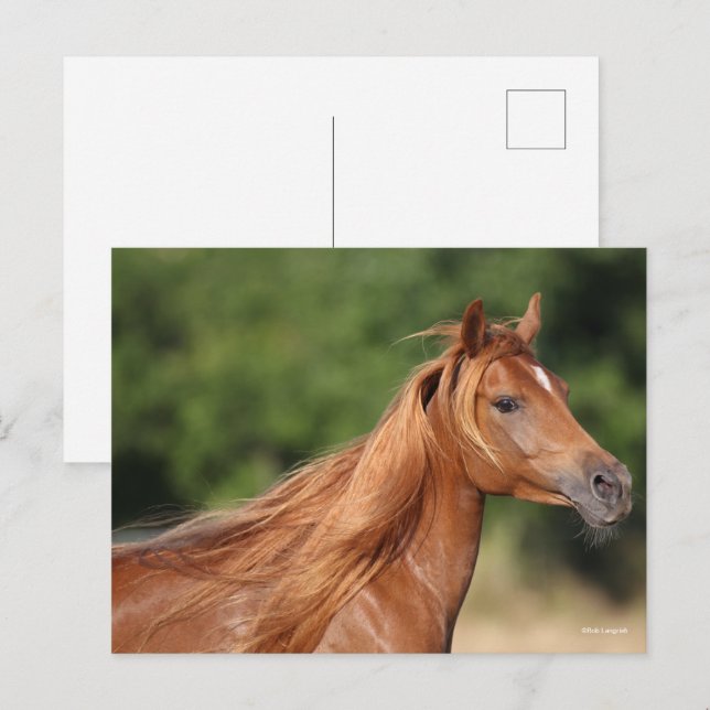 Bob Langrish | Chestnut Arab Headshot Mane Flowing Postkarte (Vorne/Hinten)