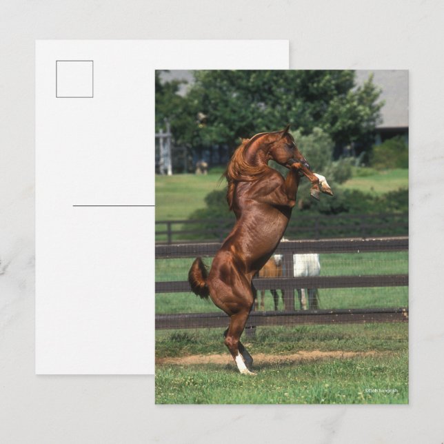 Bob Langrish | Chestnut Arab Stallion Rearing Postkarte (Vorne/Hinten)