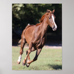 Bob Langrish   Chestnut Tennessee Walker Running Poster