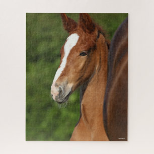 Bob Langrish   Chestnut Warmblood Foal Headshot Puzzle