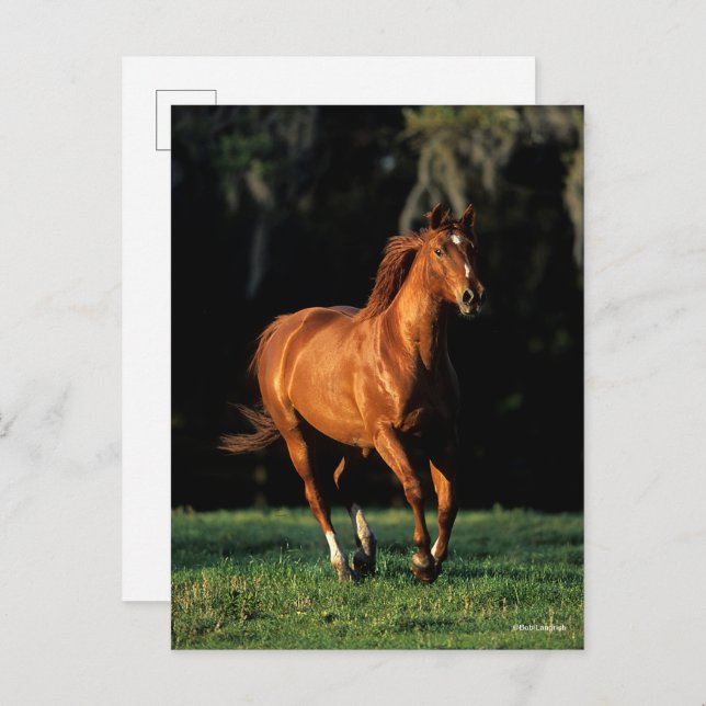 Bob Langrish | Chestnut Warmblood Mare Running Postkarte (Vorne/Hinten)
