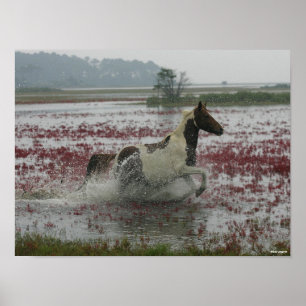 Bob Langrish   Chincoteague Horning in water Poster