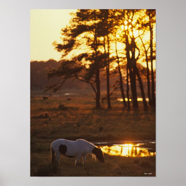Bob Langrish Chincoteague Horzing Poster (Vorne)
