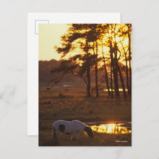 Bob Langrish Chincoteague Horzing Postkarte (Vorne/Hinten)