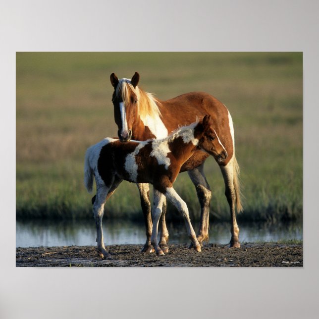 Bob Langrish | Chincoteague Mare and Foal Stehend Poster (Vorne)